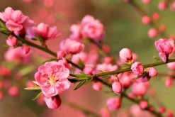 桃花冬天的养殖方法，光照越充足越有利于植株越冬