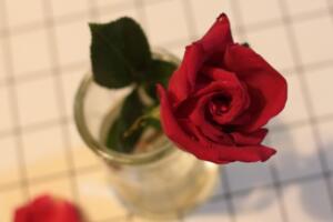 玫瑰花怎么处理不浪费，水培保存或制成干花