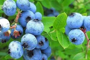 蓝莓种植技术，喜强酸性土根据地区选择品种