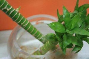 富贵竹怎么养才能生根，做好根茎处理工作保持温度