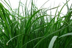 黑麦草种植方法，5步即可完成黑麦草的种植