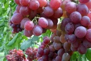 葡萄种植技术，挑选合适品种非常重要