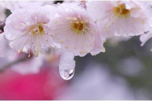 梅花和桃花的区别，花期/花色/花瓣/叶子不同