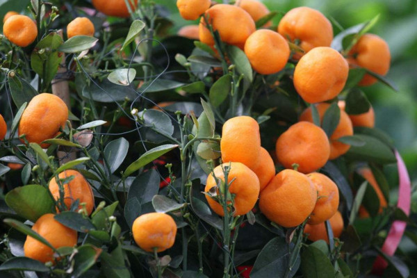 橘子树怎么修剪，生长期修剪以培养树冠为主