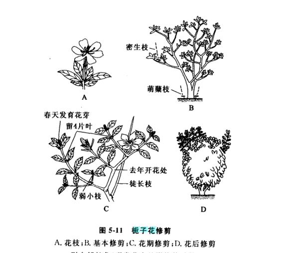 栀子花怎么修剪图