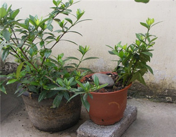 盆栽栀子花的养殖方法