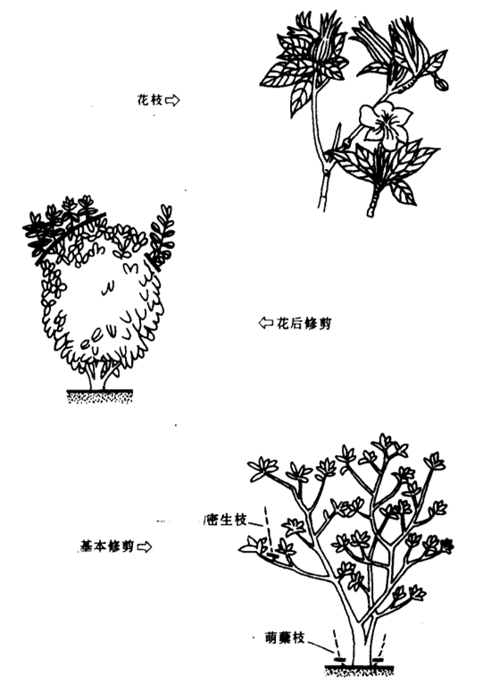 栀子花修剪图片1