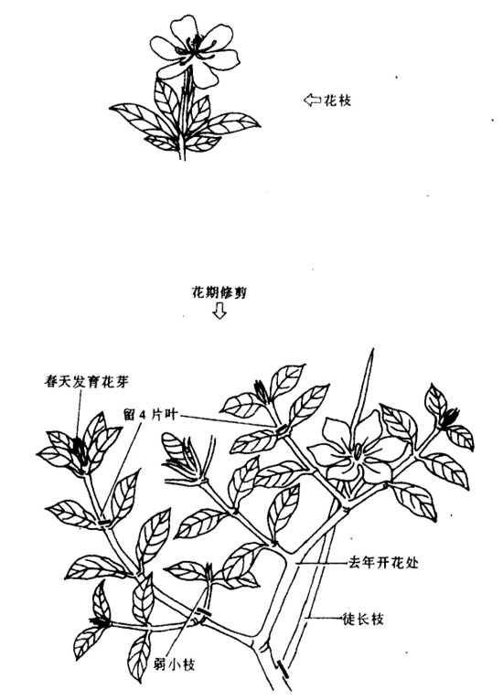 栀子花修剪图片2